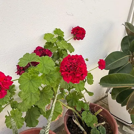 Kloen Affittacamere Vlorë